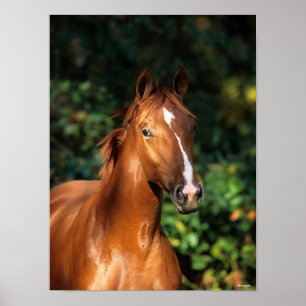 Bob Langrish   Kastanie Hanoverian Pferdekopf Poster