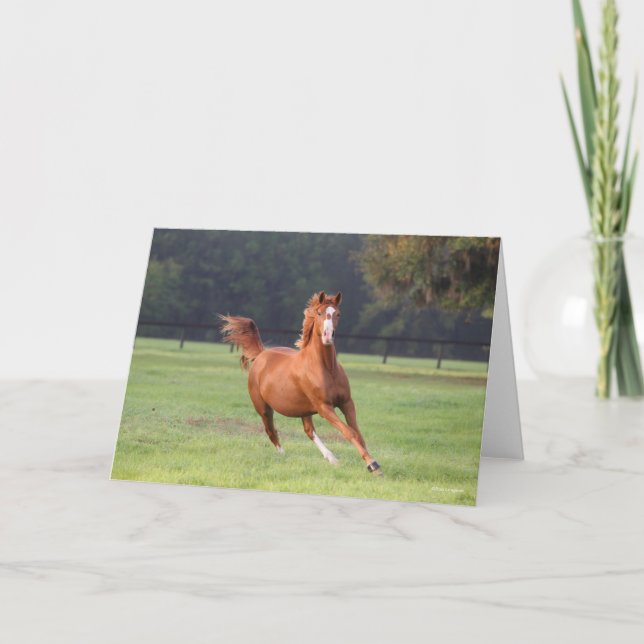 Bob Langrish | Kastanie Oldenburg Running Karte (Vorderseite)