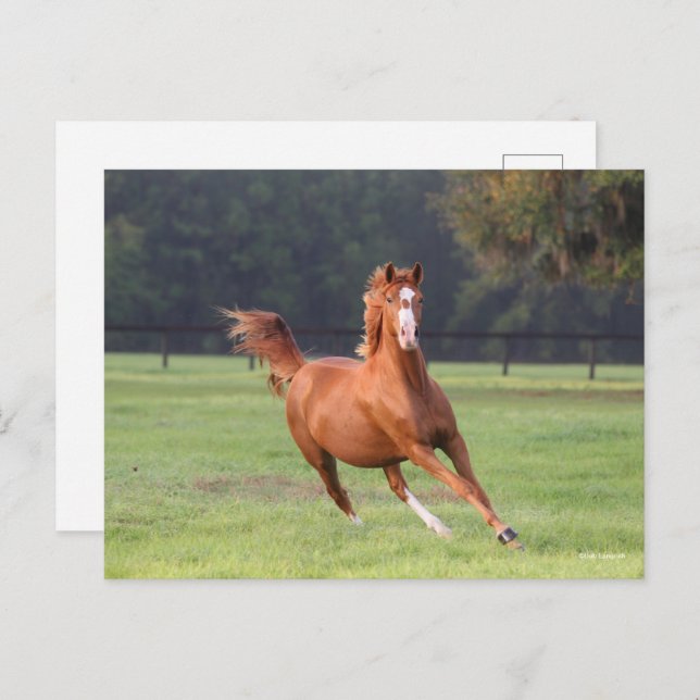 Bob Langrish | Kastanie Oldenburg Running Postkarte (Vorne/Hinten)