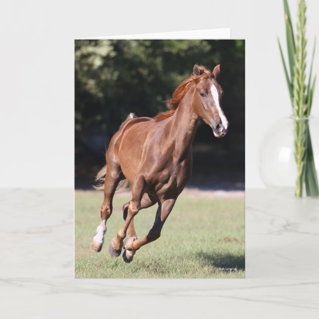 Bob Langrish | Kastanie Tennessee Walker Running Karte (Vorderseite)