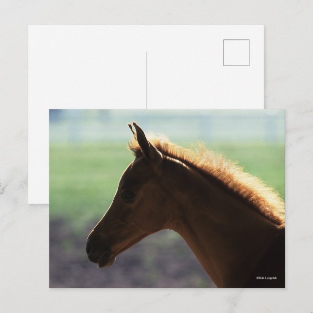 Bob Langrish | Kastanienfohlen-Hinterbeleuchtung K Postkarte (Vorne/Hinten)