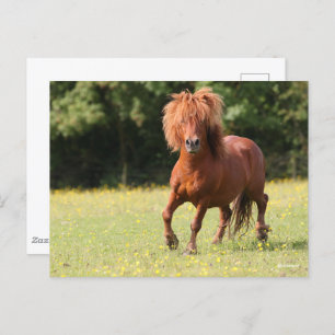 Bob Langrish   Kastanienhaie Pony Stallion Postkarte