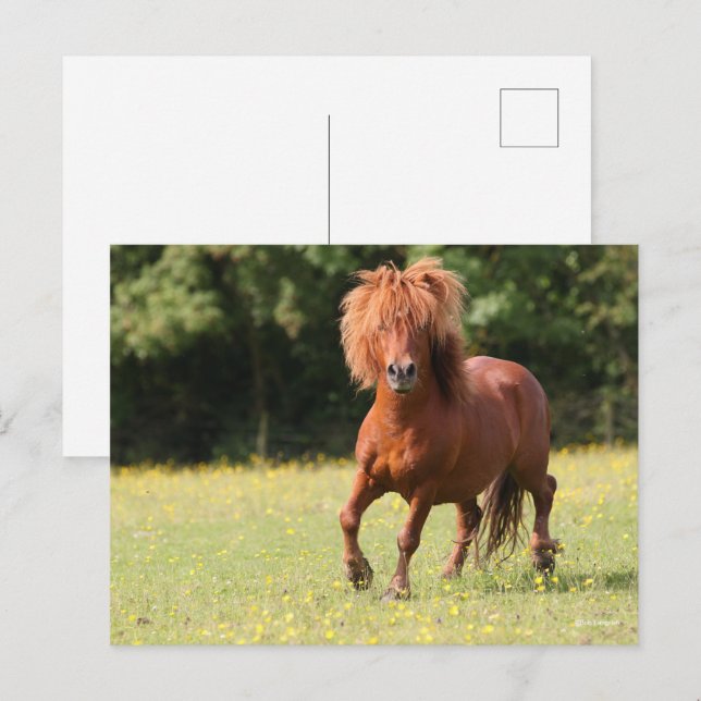 Bob Langrish | Kastanienhaie Pony Stallion Postkarte (Vorne/Hinten)