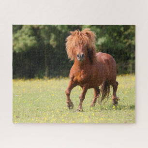 Bob Langrish   Kastanienhaie Pony Stallion Puzzle