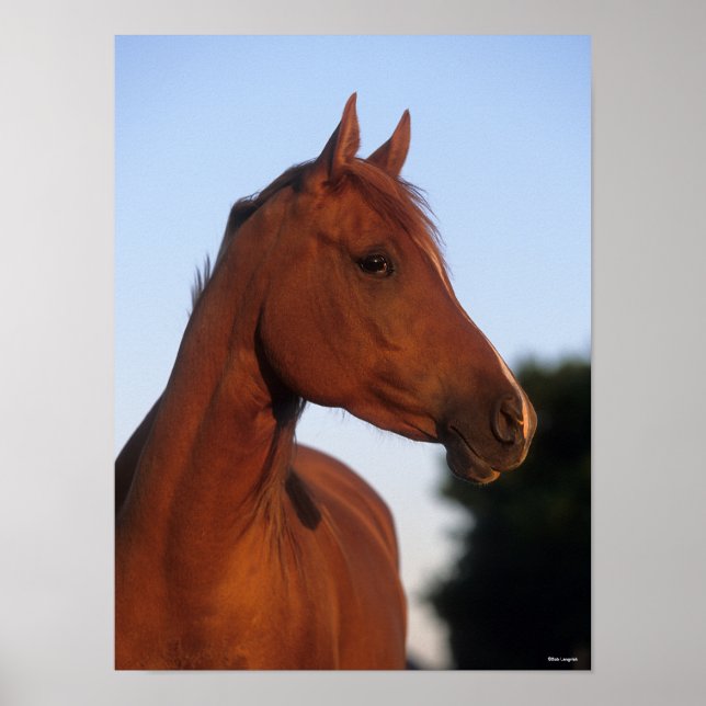 Bob Langrish | Kastanienkopfschock Poster (Vorne)