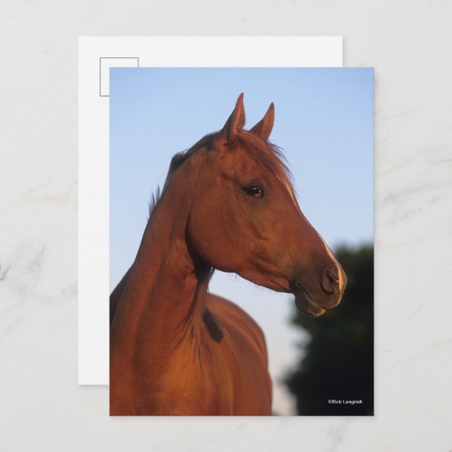 Bob Langrish | Kastanienkopfschock Postkarte (Vorne/Hinten)