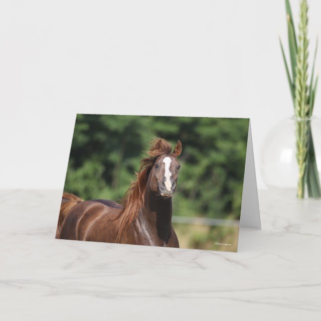 Bob Langrish | Kastanienkopfschuss Karte (Vorderseite)