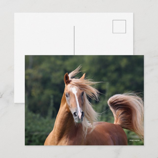 Bob Langrish | Kastanienkopfschuss Postkarte (Vorne/Hinten)