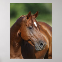 Bob Langrish Kastanienviertel Horse Mare Headshot