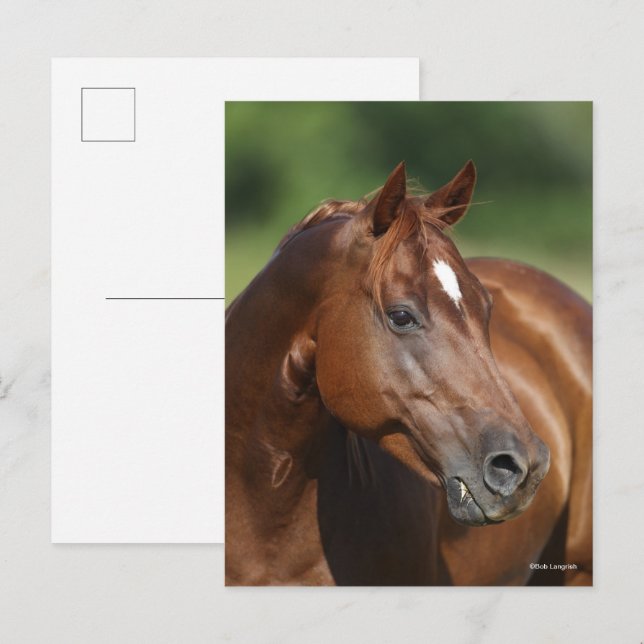 Bob Langrish Kastanienviertel Horse Mare Headshot Postkarte (Vorne/Hinten)