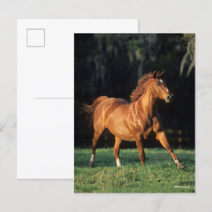 Bob Langrish   Kastanienwärmespinne läuft Postkarte