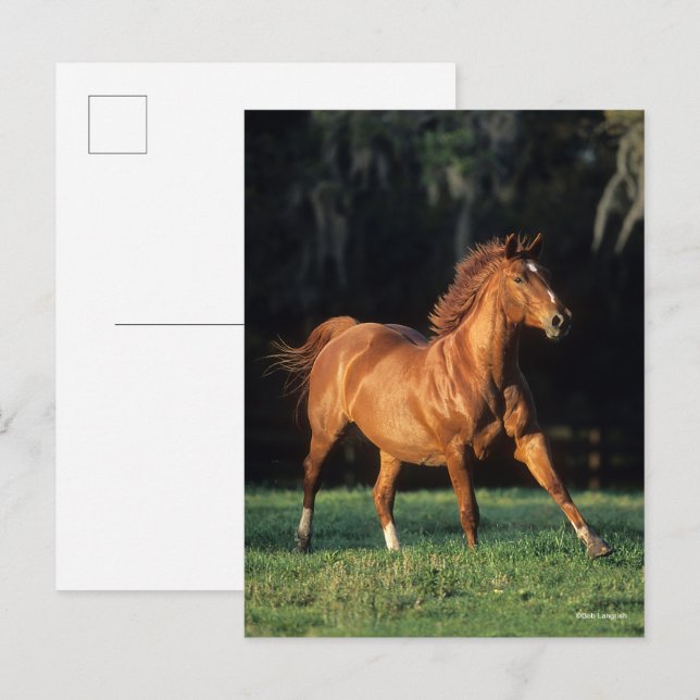 Bob Langrish | Kastanienwärmespinne läuft Postkarte (Vorne/Hinten)