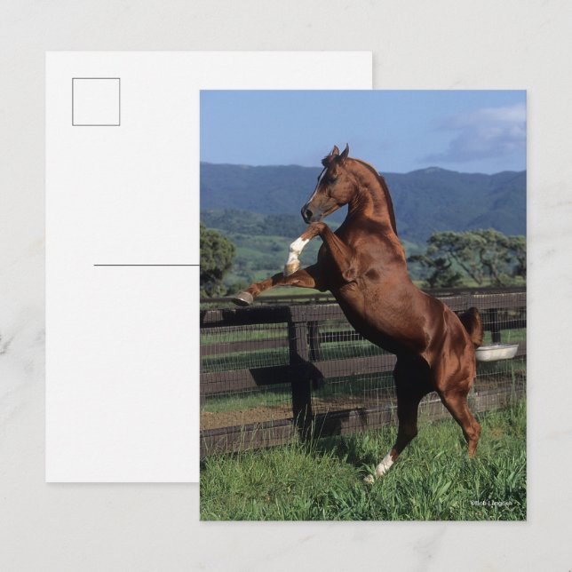 Bob Langrish | Kastanienzucht Postkarte (Vorne/Hinten)