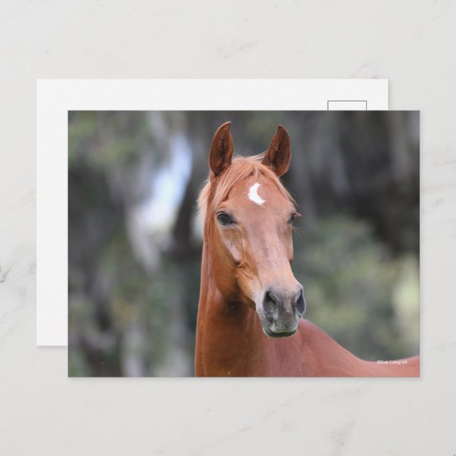 Bob Langrish | Kastanuss Oldenburg Headshot Postkarte (Vorne/Hinten)