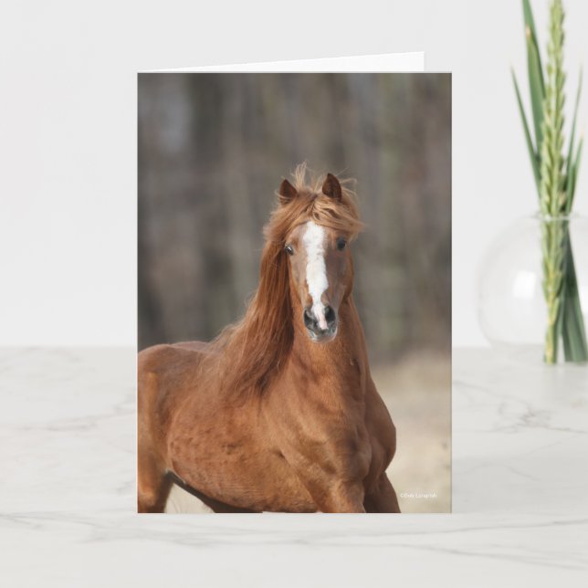 Bob Langrish | Kastnut Hackney Headshot Karte (Vorderseite)