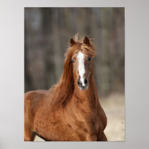 Bob Langrish   Kastnut Hackney Headshot Poster