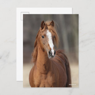 Bob Langrish   Kastnut Hackney Pony Headshot Postkarte