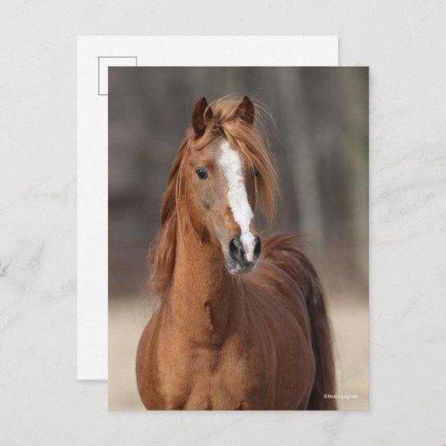Bob Langrish | Kastnut Hackney Pony Headshot Postkarte (Vorne/Hinten)