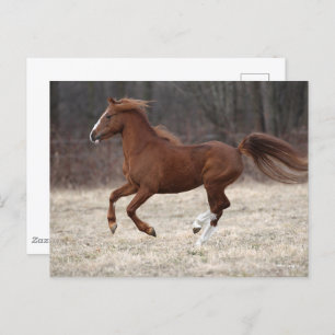 Bob Langrish   Kastnut Hackney Pony Running Postkarte