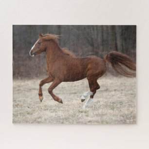 Bob Langrish   Kastnut Hackney Pony Running Puzzle