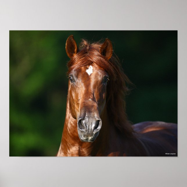 Bob Langrish Kestnuss Andalusischer Stallion Kopfs Poster (Vorne)
