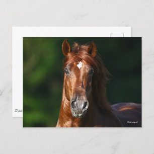 Bob Langrish Kestnuss Andalusischer Stallion Kopfs Postkarte