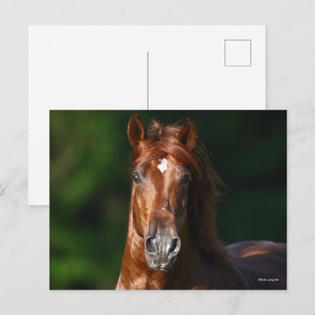 Bob Langrish Kestnuss Andalusischer Stallion Kopfs Postkarte (Vorne/Hinten)