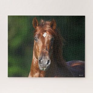 Bob Langrish Kestnuss Andalusischer Stallion Kopfs Puzzle