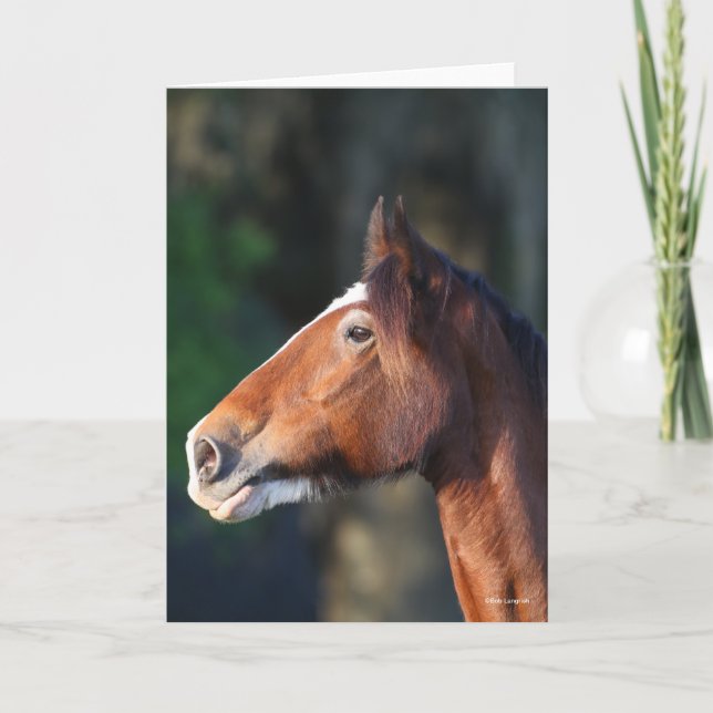 Bob Langrish | Kopfschuss von Clydesdale Karte (Vorderseite)