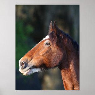 Bob Langrish   Kopfschuss von Clydesdale Poster