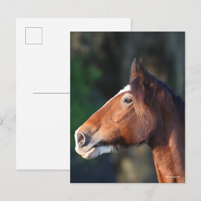 Bob Langrish | Kopfschuss von Clydesdale Postkarte (Vorne/Hinten)