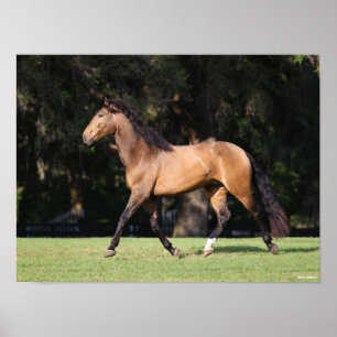 Bob Langrish   Light Bay Lusitano Running Poster