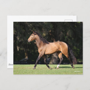 Bob Langrish   Light Bay Lusitano Running Postkarte