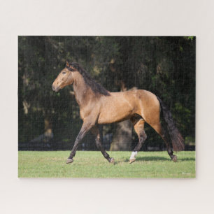Bob Langrish   Light Bay Lusitano Running Puzzle