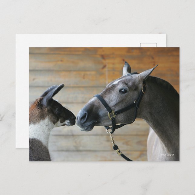 Bob Langrish Llama und Andalusischer Meeting Heads Postkarte (Vorne/Hinten)
