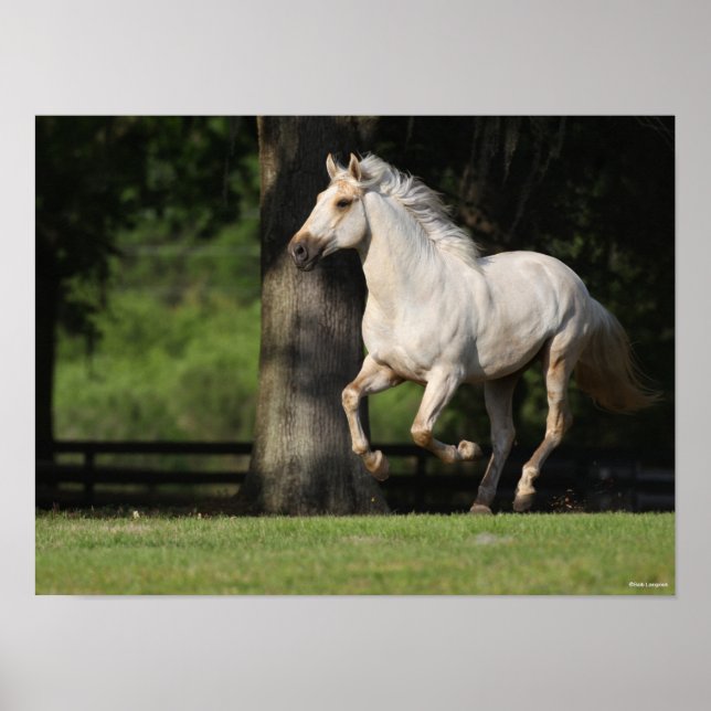 Bob Langrish | Lusitano Pferderennen Poster (Vorne)