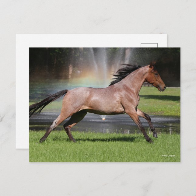 Bob Langrish | Mangalarga Rainbow Postkarte (Vorne/Hinten)