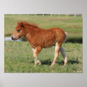 Bob Langrish Miniatur Foal Walking Poster