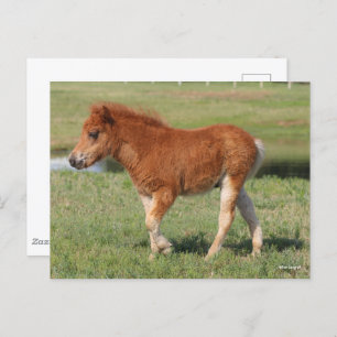 Bob Langrish   Miniatur Foal Walking Postkarte