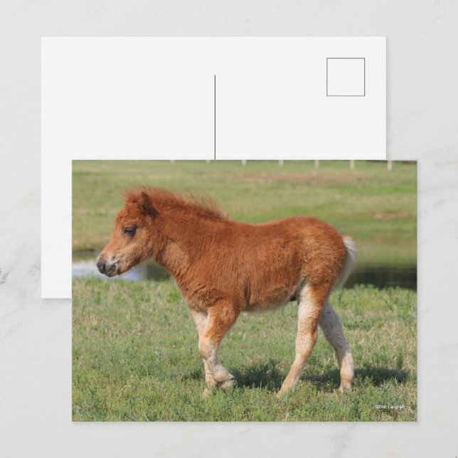 Bob Langrish | Miniatur Foal Walking Postkarte (Vorne/Hinten)