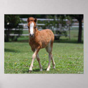 Bob Langrish Miniatur Pony Foal Walking Poster