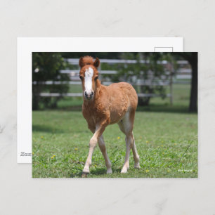 Bob Langrish   Miniatur Pony Foal Walking Postkarte