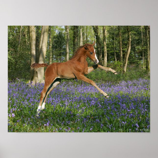 Bob Langrish | Morgan Foal Leaping mit Bluebells Poster (Vorne)
