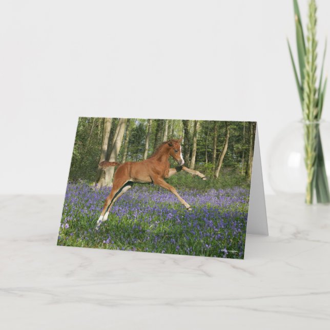 Bob Langrish | Morgan Foal Leaping With Bluebells Karte (Vorderseite)