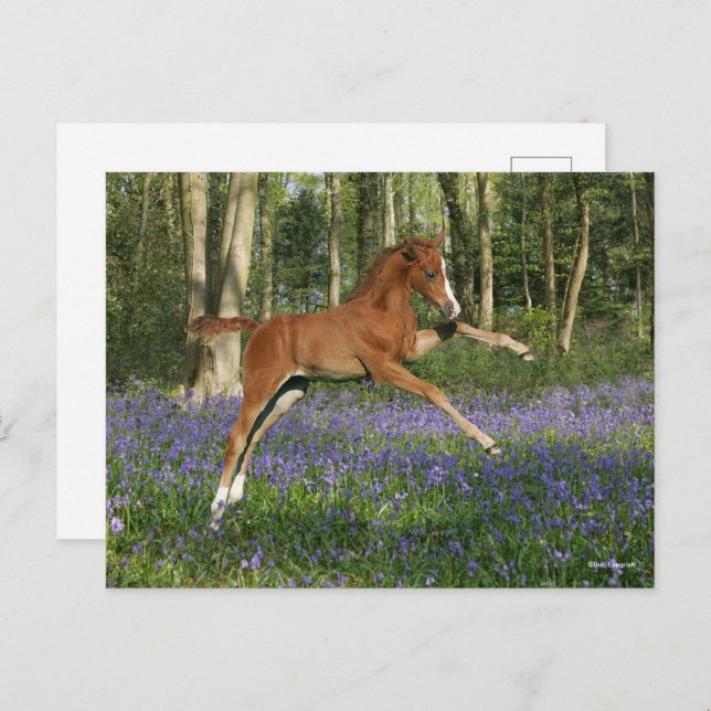 Bob Langrish | Morgan Foal Leaping With Bluebells Postkarte (Vorne/Hinten)