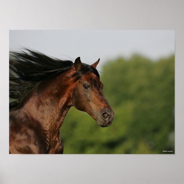 Bob Langrish | Morgan Horse Headshot Mane Poster (Vorne)