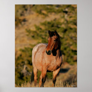 Bob Langrish Mustang Horse Stehend Poster