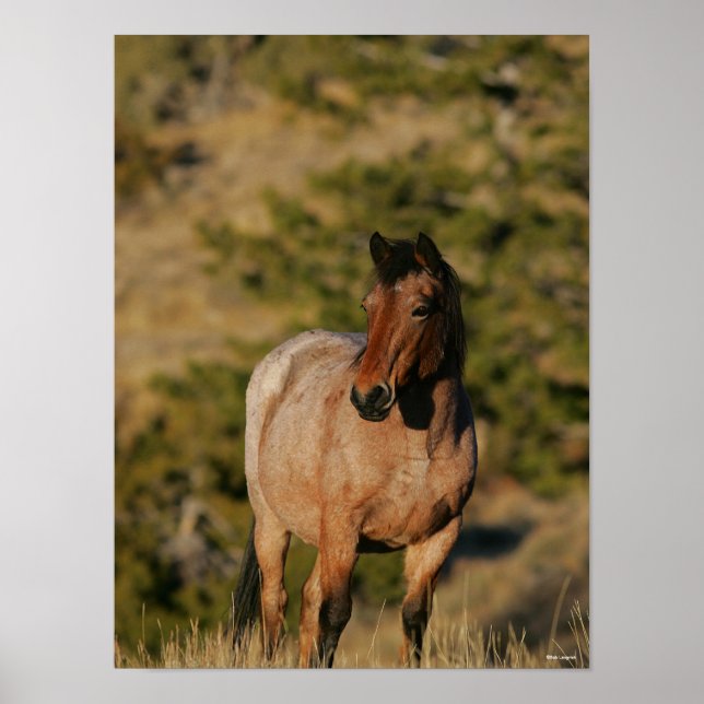 Bob Langrish | Mustang Horse Stehend Poster (Vorne)