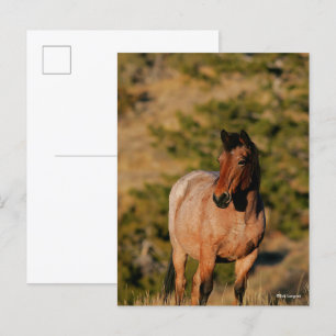Bob Langrish   Mustang Horse Stehend Postkarte