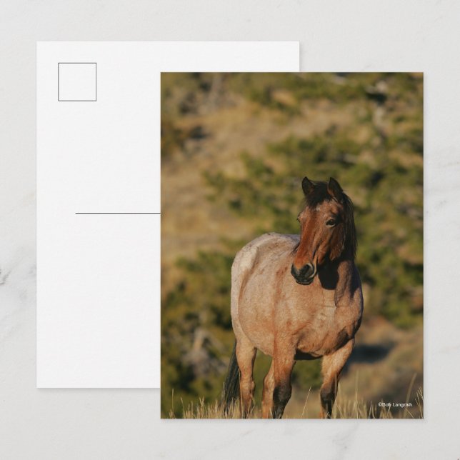 Bob Langrish | Mustang Horse Stehend Postkarte (Vorne/Hinten)